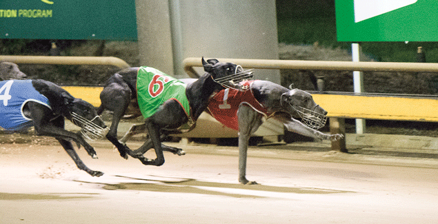 Karen’s spirit inspires breeder’s success