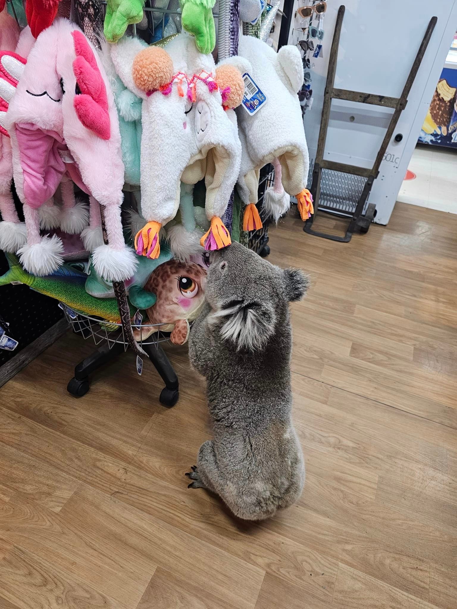 While there are no soft toy koalas, something is clearly of interest.