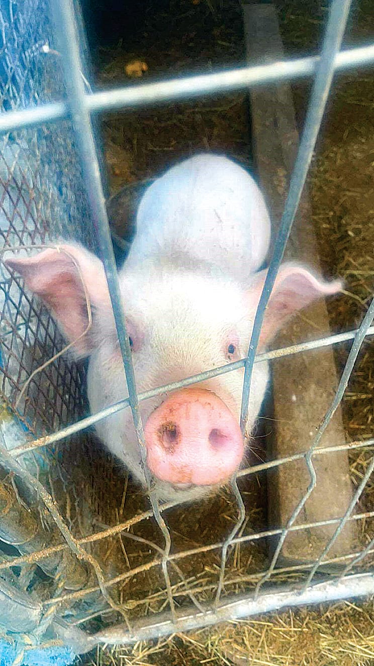 Wiggy is a delightful piglet. Location: Myrtlebank
