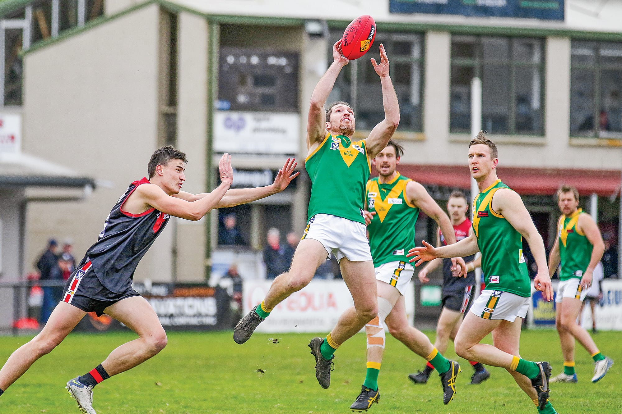 Parrots soar over young Gulls at Western Park