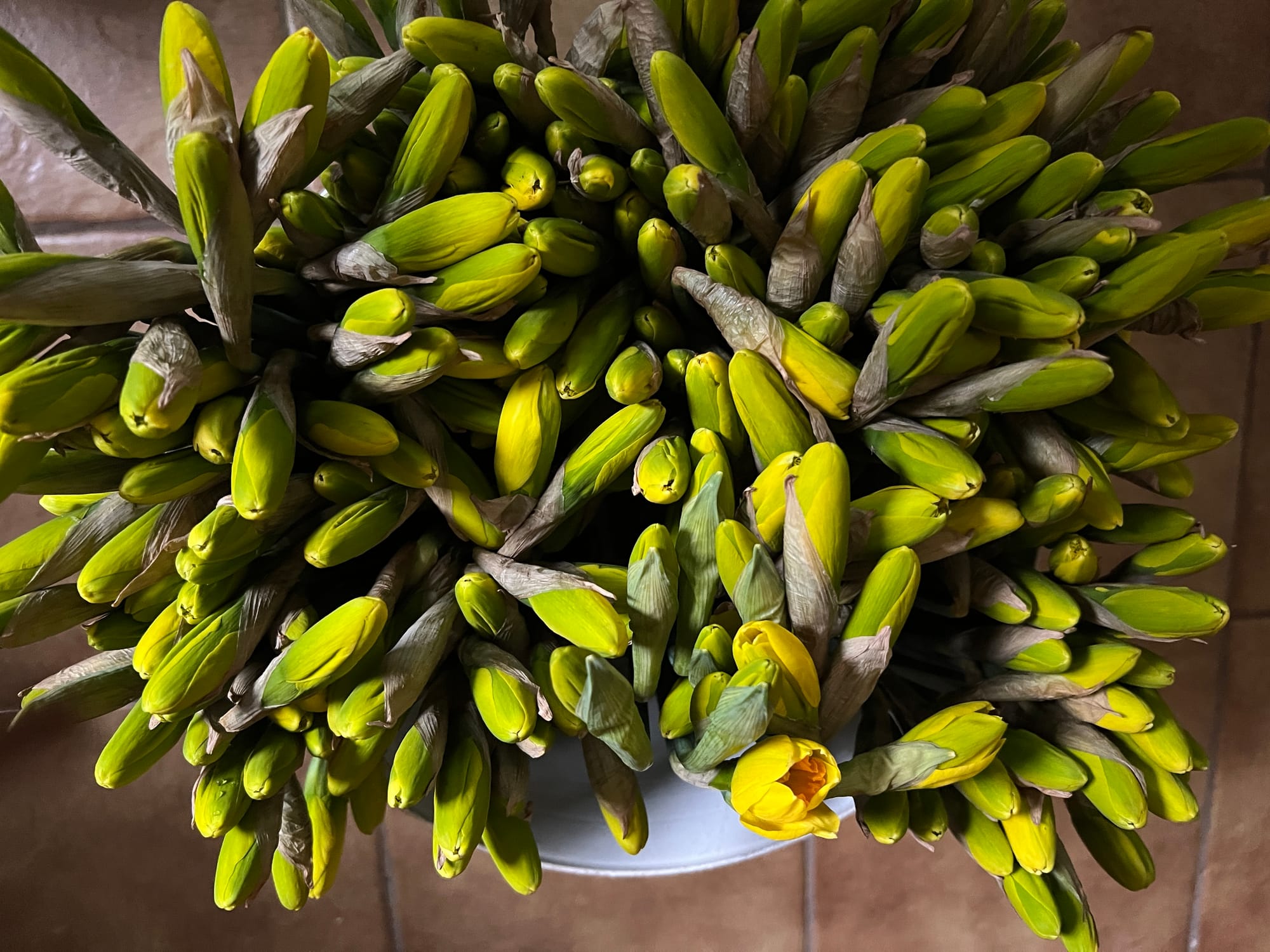 Daffodils from Blyth Brothers in Ellinbank are ready to bloom and will be on sale at the Leongatha Rail Trail Community Market on Sunday August 17.