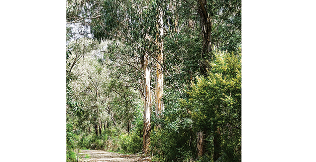 Campaign to save forests one step closer