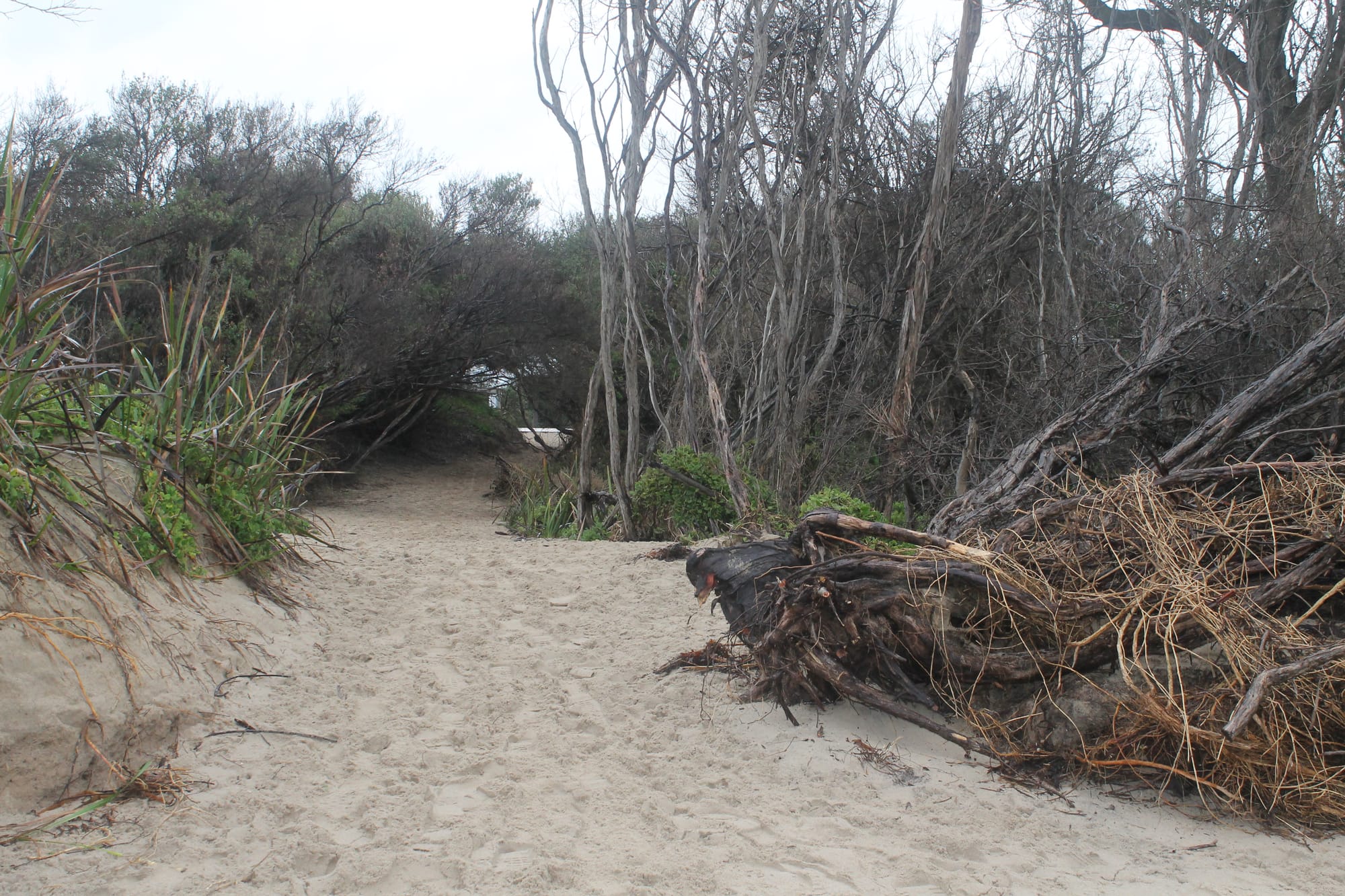 Government failures exposed as erosion continues on Inverloch surf beach