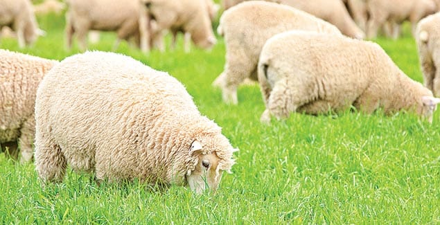 Mohaka hybrid delivers superior grazing