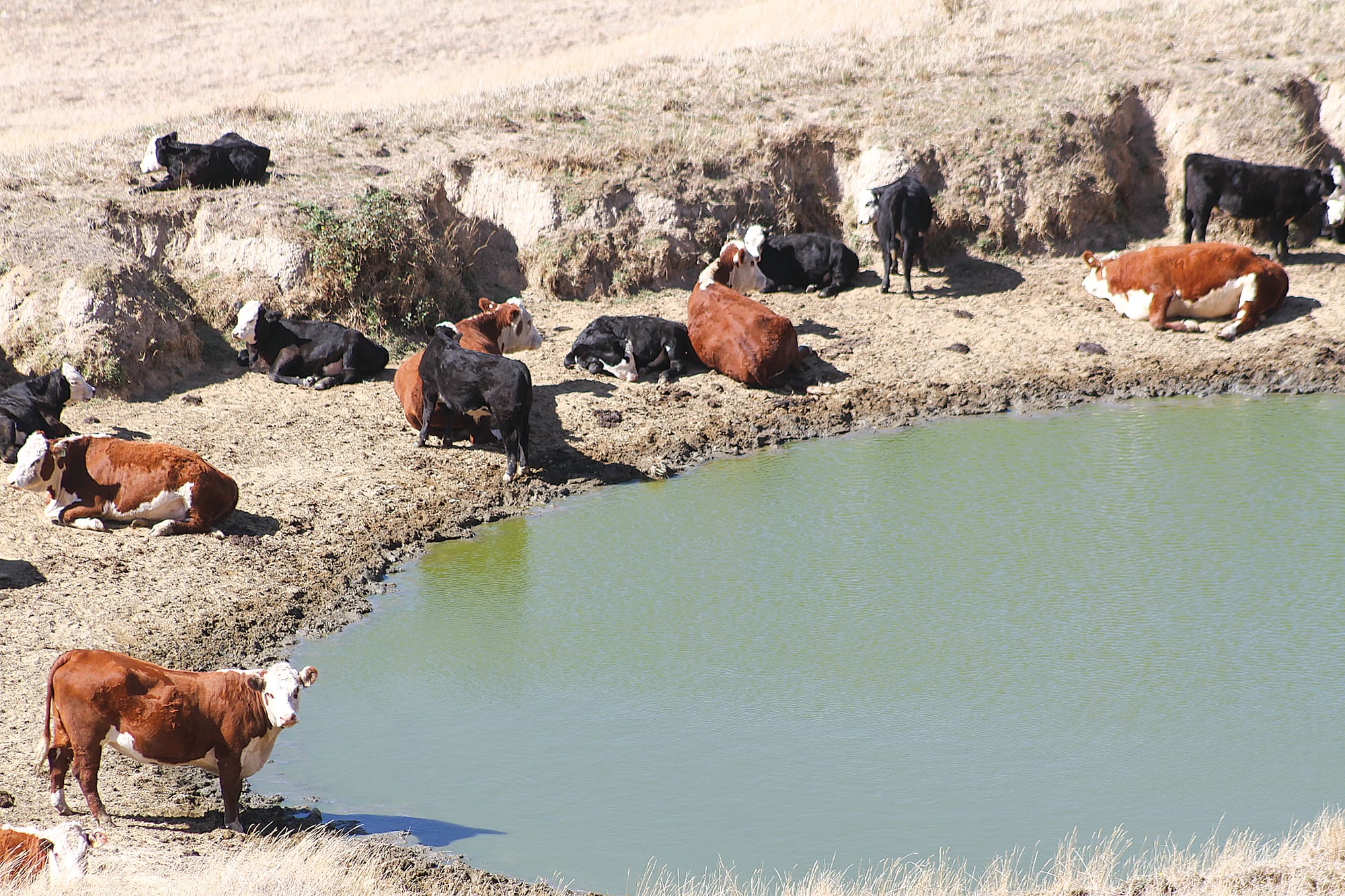 Glen Forbes in March 2025 B20_1025