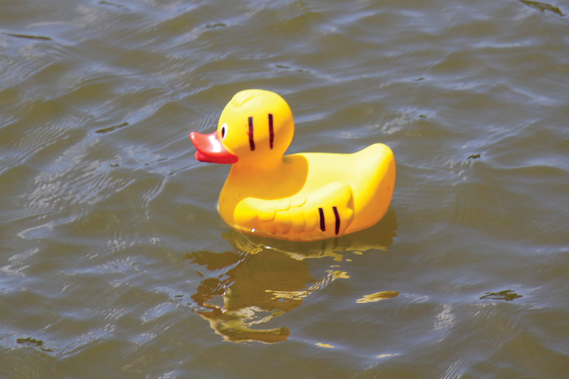Tarwin Lower duck at the Australia Day duck derby and long table BBQ. B37_0425