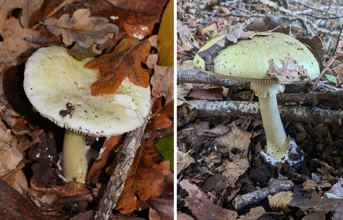 Be alert to poisonous mushrooms growing in Victoria, says CHO
