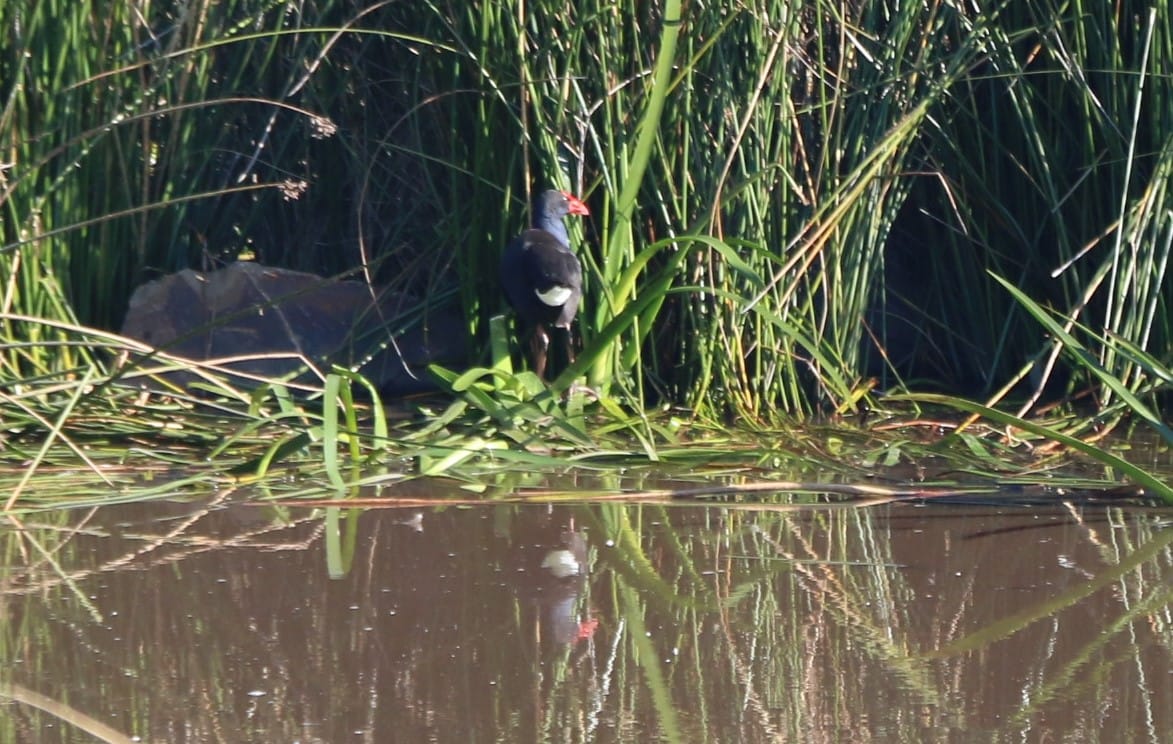 How they’re putting wildlife in the picture at The Cape