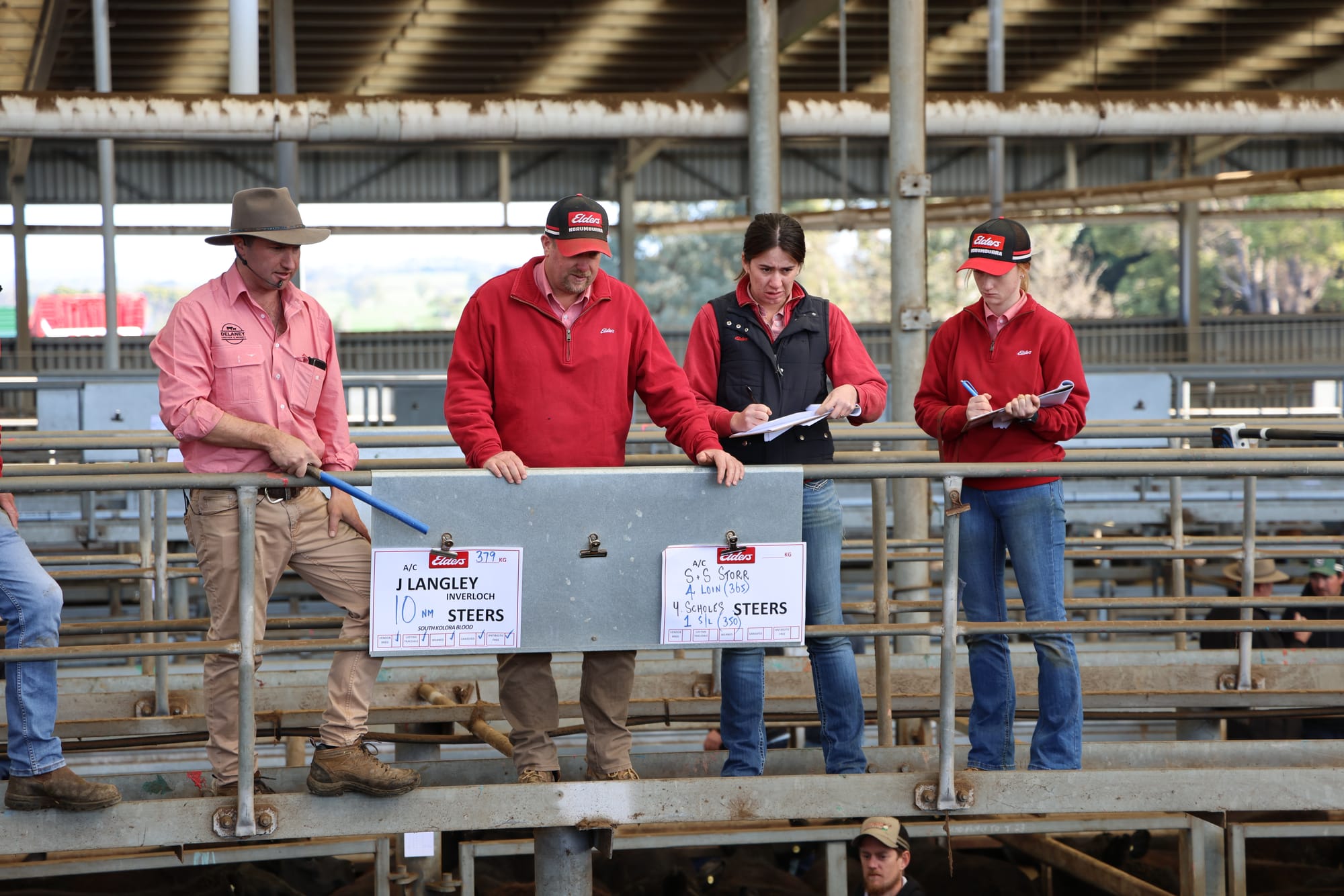 Bass Coast starts to feel the benefit of spring with a big yarding of 4,400 store cattle at the Victorian Livestock Exchange in Koonwarra. B19_3825