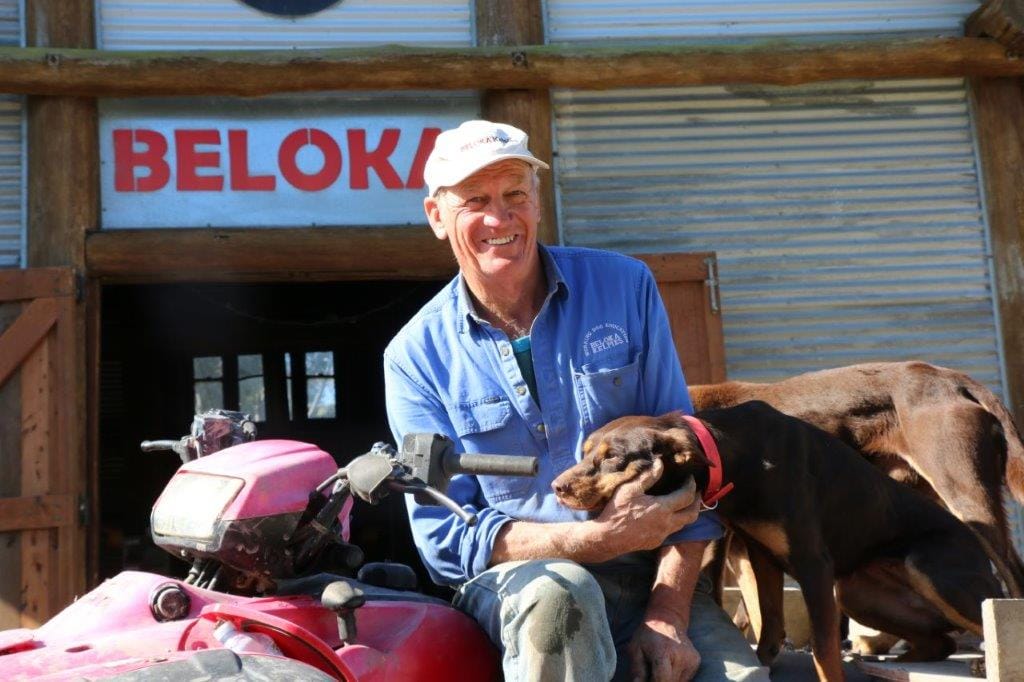 Working dogs at their best at Beloka Kelpies’ big weekend