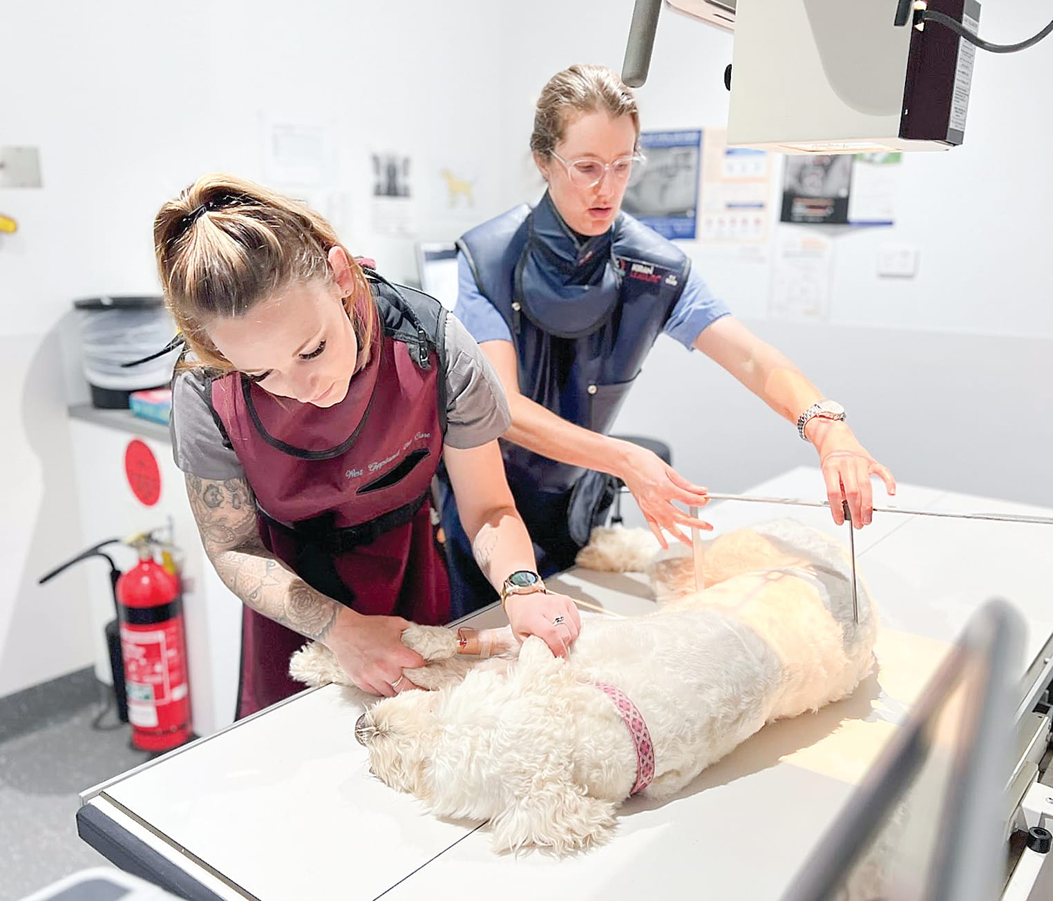 After-hours pet emergency care
