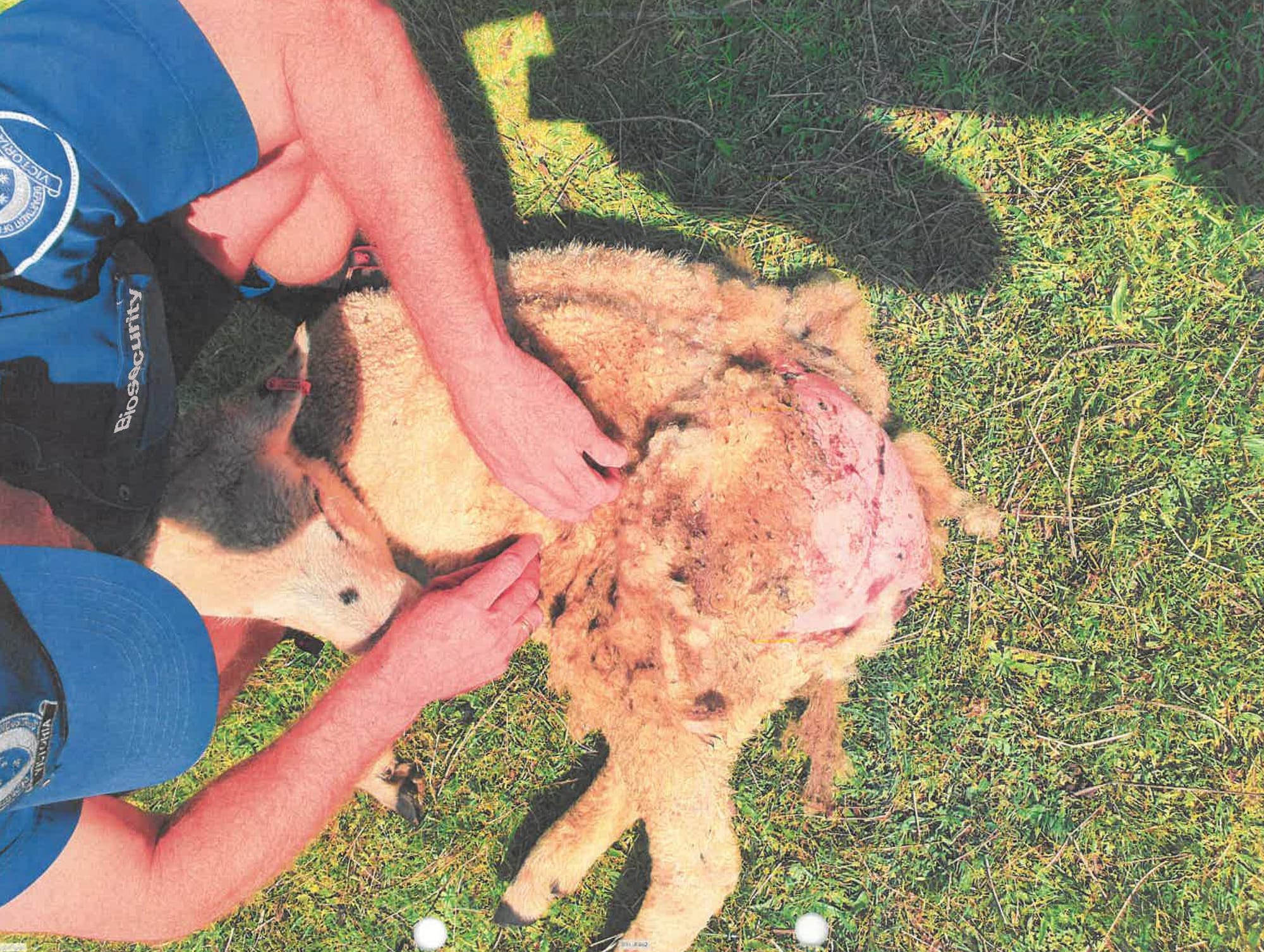 DJPR animal welfare officers found the affected areas of numerous sheep on the Rich property to be red and inflamed, some with skin eaten away, white with live maggots.