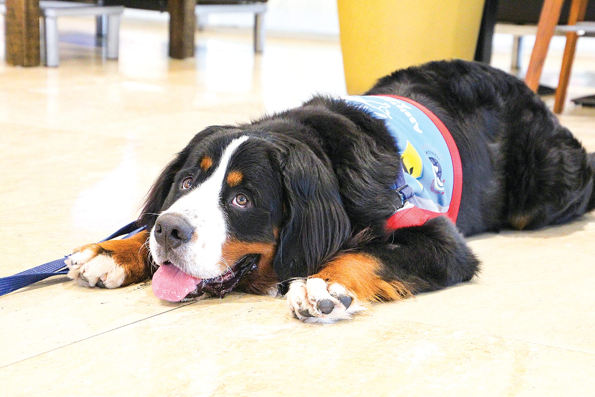 A learner in training Bernie has bonded with Don.