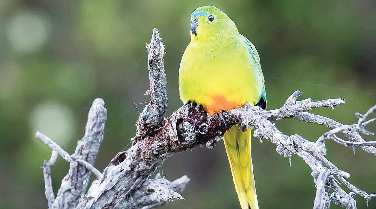 Fundraiser will help save native species