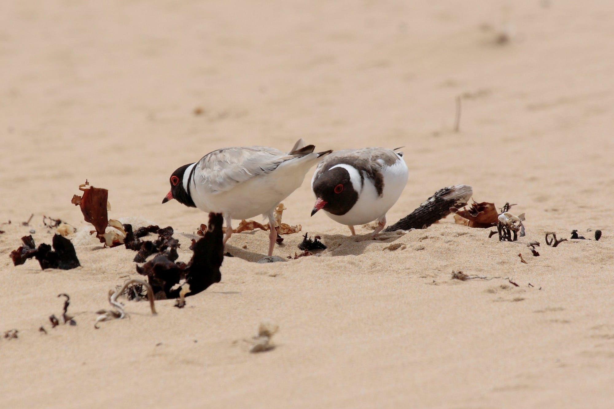 Save our hooded plover chicks