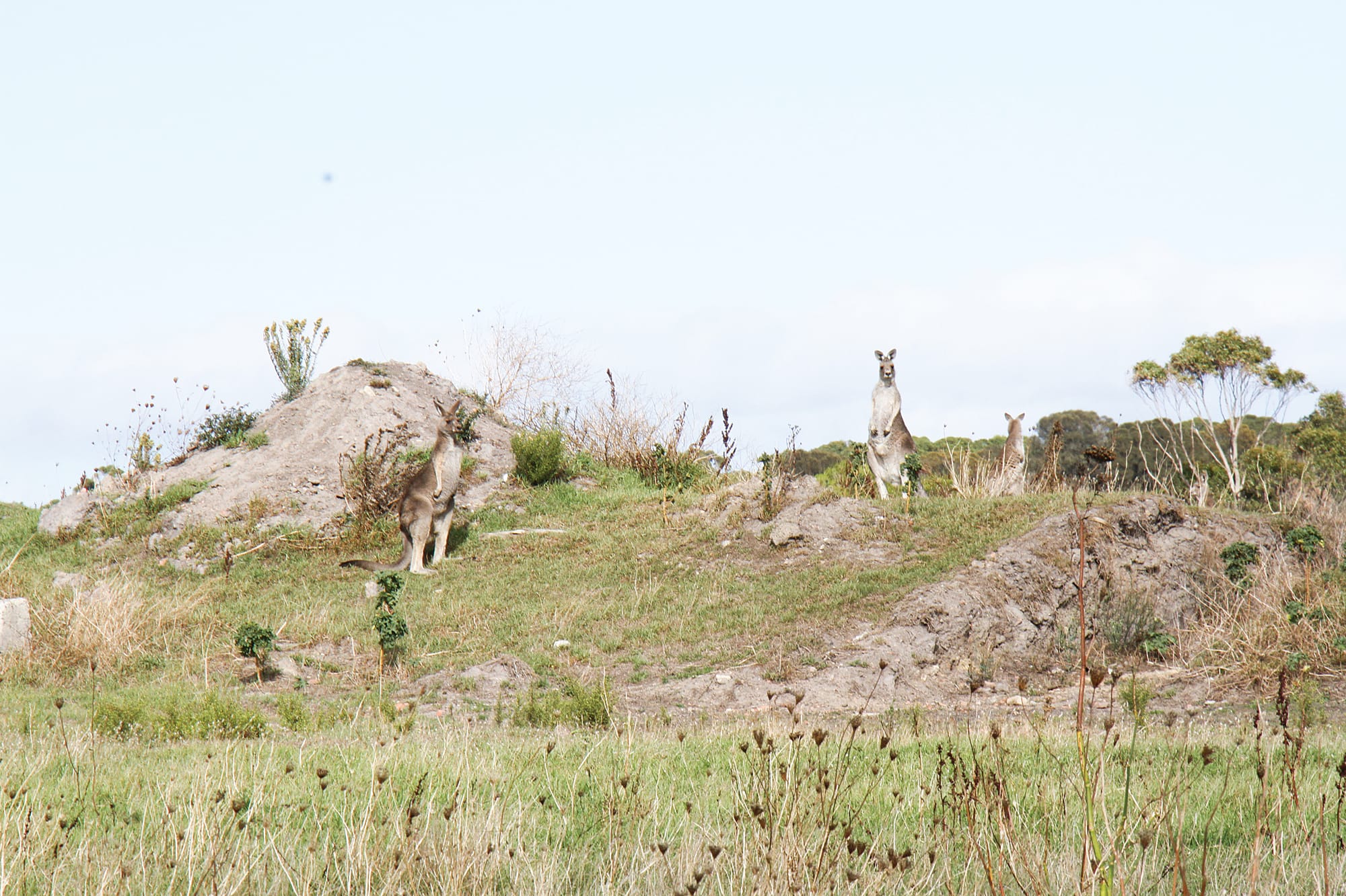 Ground-breaking solution to cap Wonthaggi landfill site