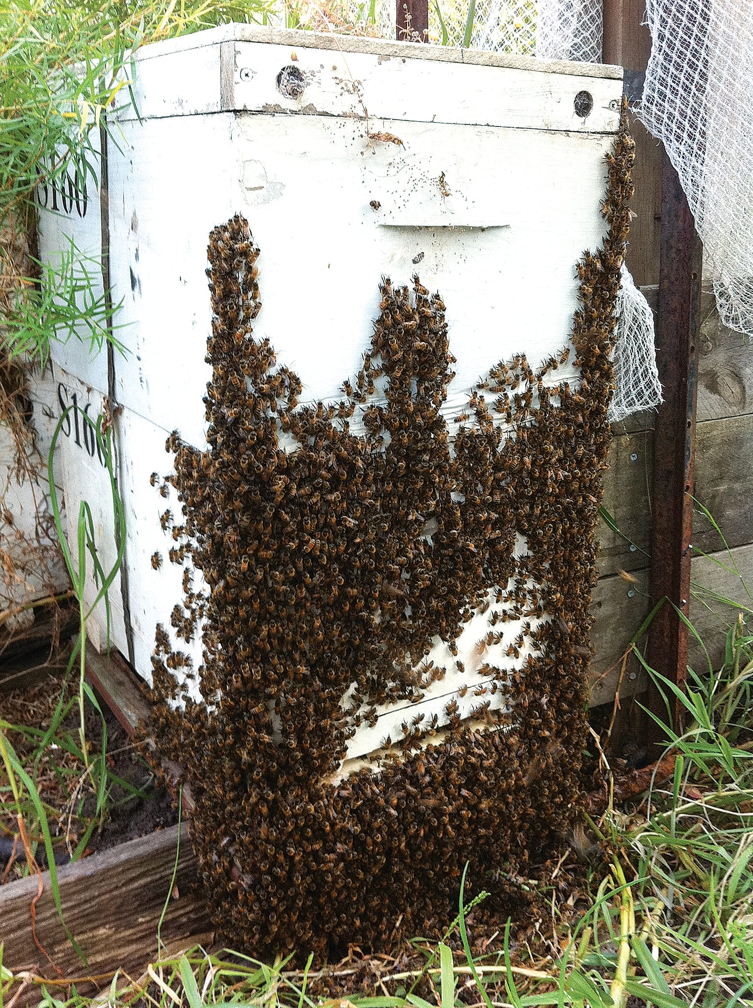 Permit system widens as pollination continues safely