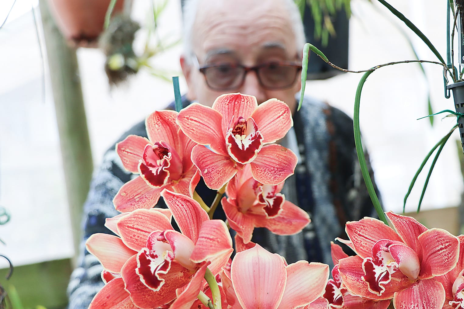 A blaze of colour from the greenhouse of dedicated orchid grower John Betts.