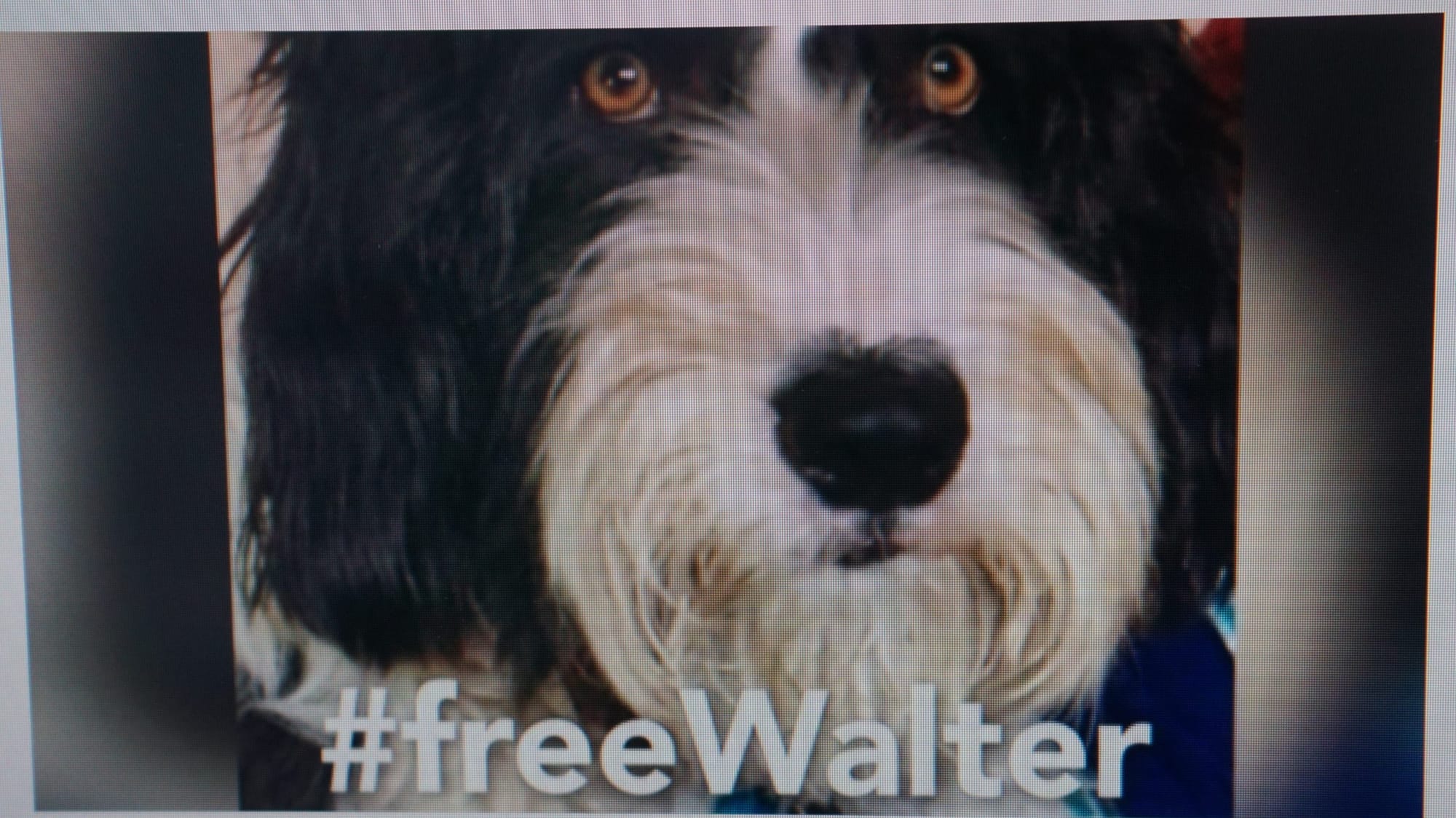 Ongoing row between shire and dog owner