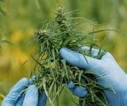 Large cannabis crop house located at Tooradin