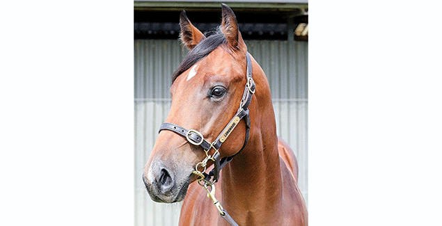 Storm brings tragic loss of racehorse at Bass