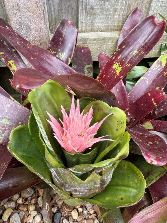 As well as the herbs and veggies that were flourishing in Marg and Peter Dumergue garden at Cape Woolamai, there were pleasing sights at every turn like this Bromeliad in flower.