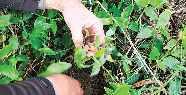 Trad Smut released to combat noxious weed