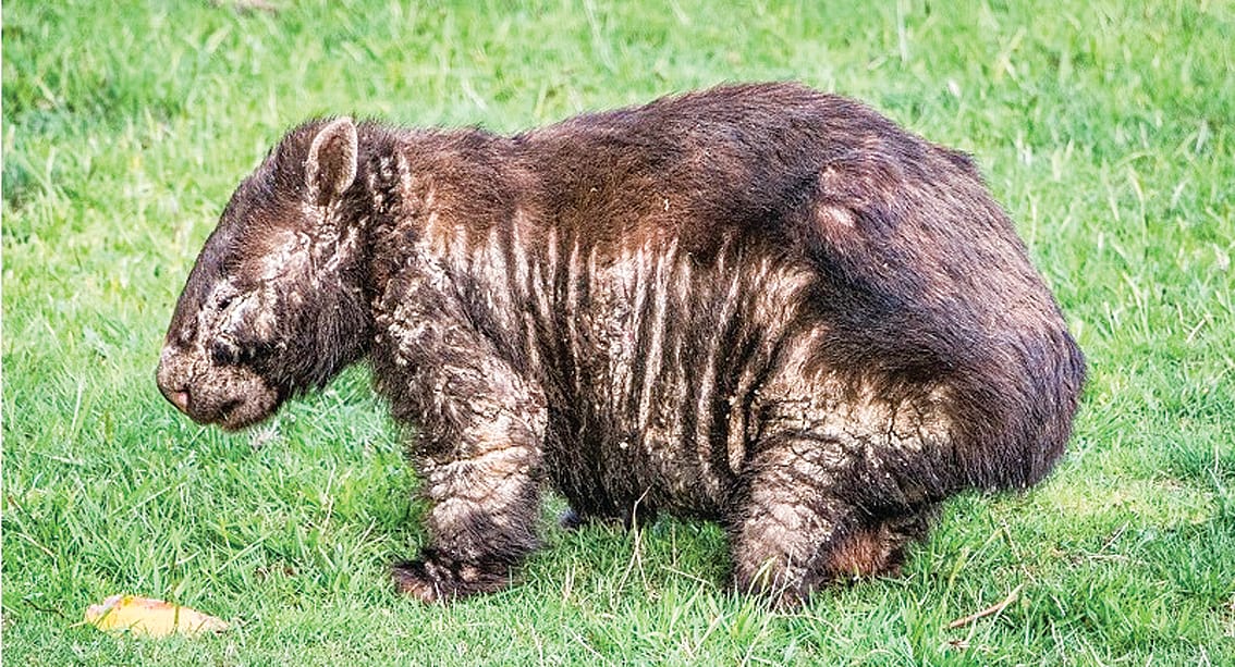 Mange affects dozens of wombats throughout Bass Coast, which if left untreated can cause the animal to die. Photo: Cardinia Shire 
