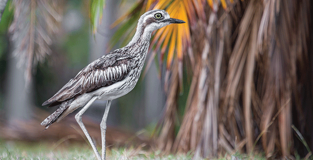 Calling the curlews home