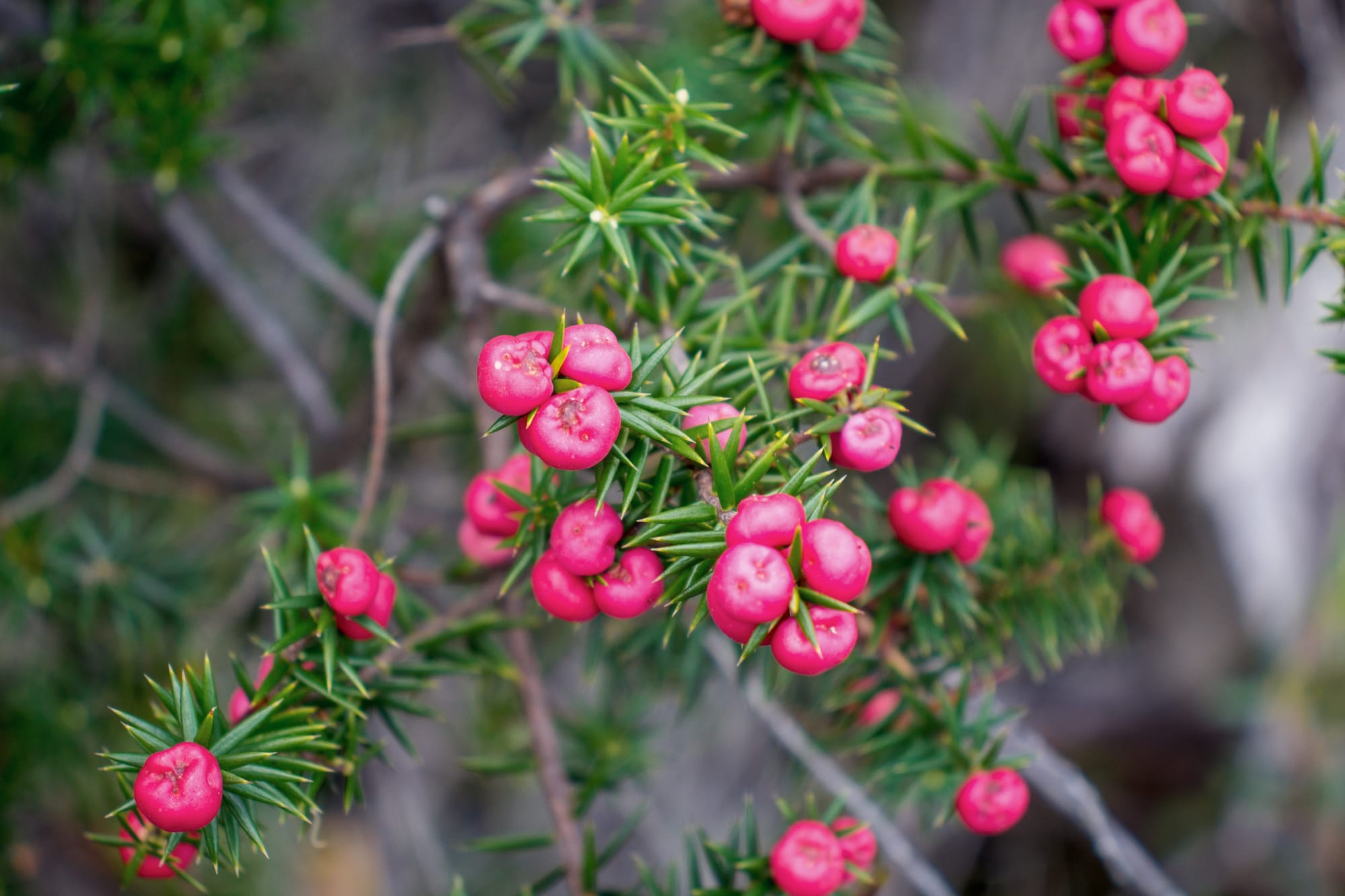 The crimson berry plant are prickly shrubs that only grow to two metres tall but can be hundreds of years old and  produce spectacular red, edible berries.

