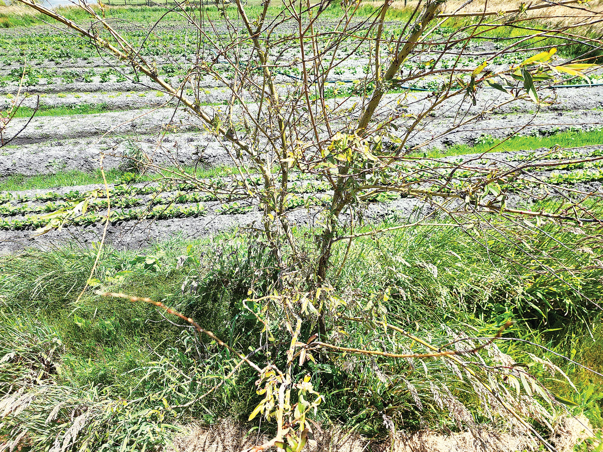 Recent storms and weather have destroyed crops and trees around the property. C30_5022