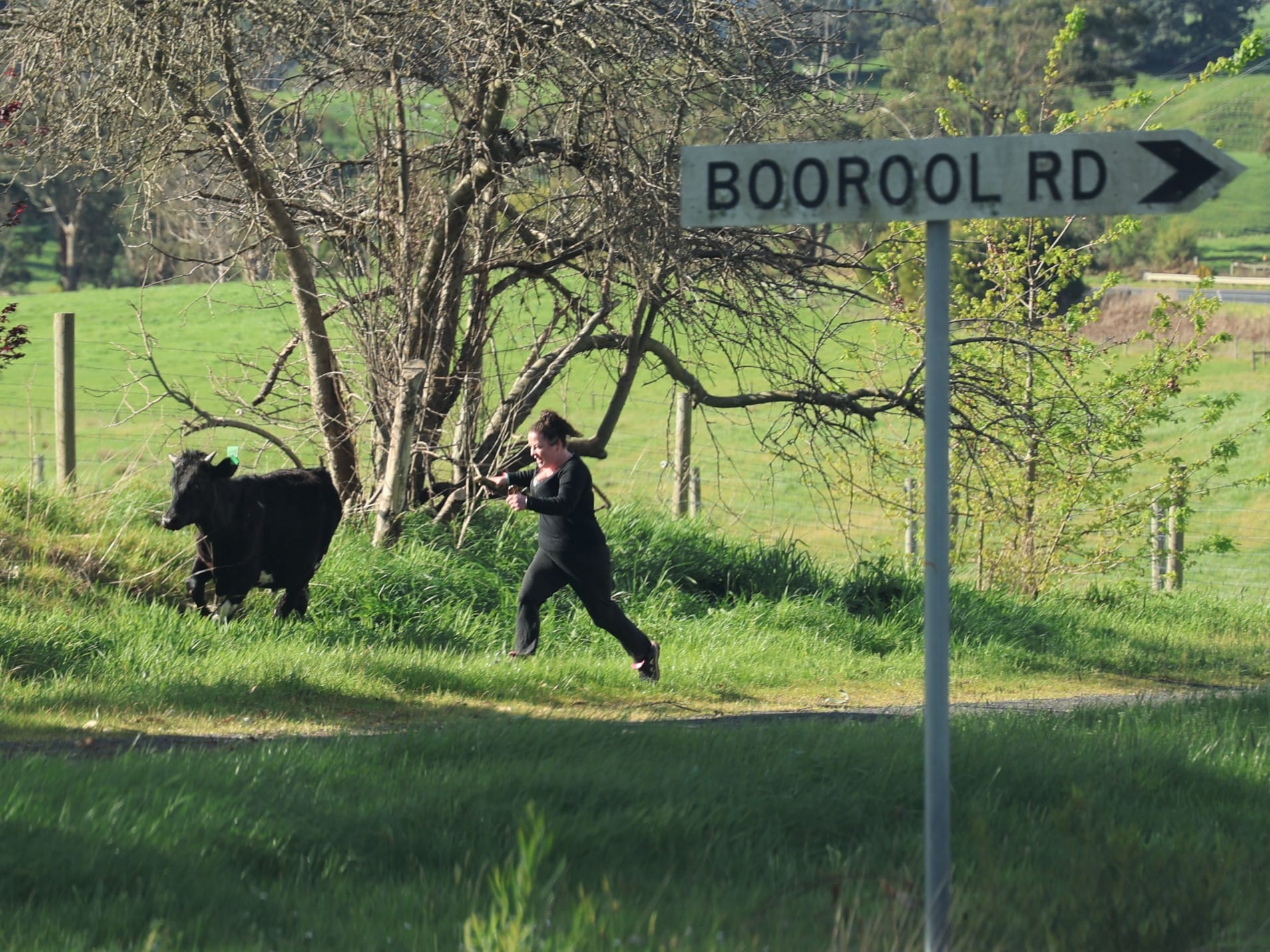 Runaway steer causes crash at Boorool