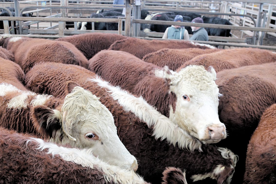 This pen of Tanjil South steers sold for $3000 each.