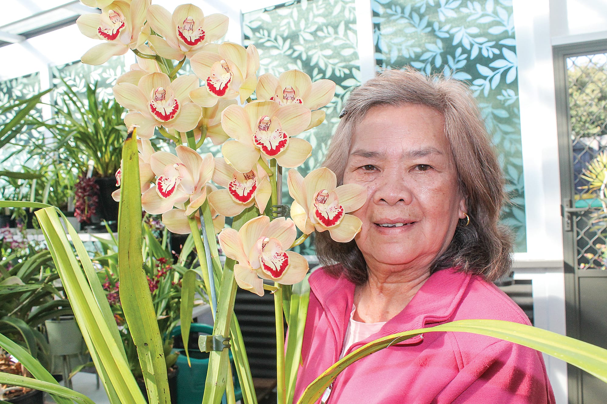 Champion Wonthaggi orchid grower Lita Gill with her stunning collection of colourful and fragrant prizewinning orchids. B05_3325