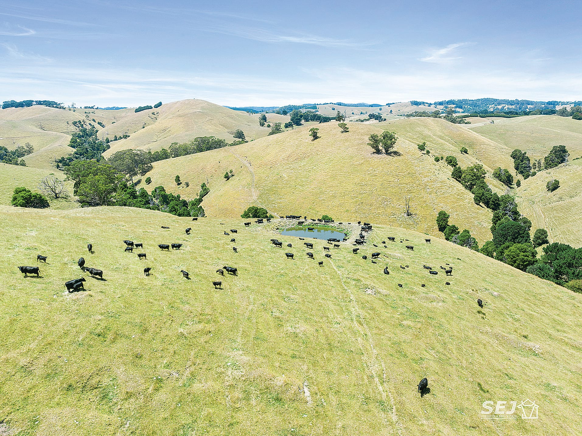 Gippsland’s own high-country grazing