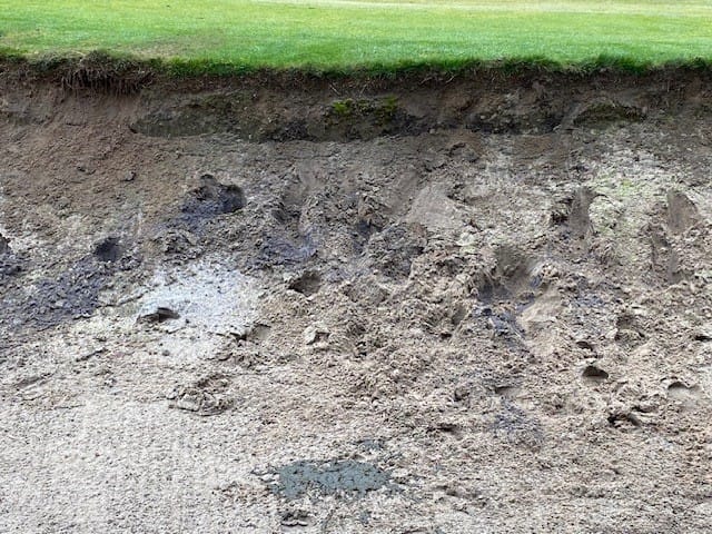 The four-legged golfers failed to rake the sodden bunkers after creating quite a mess.