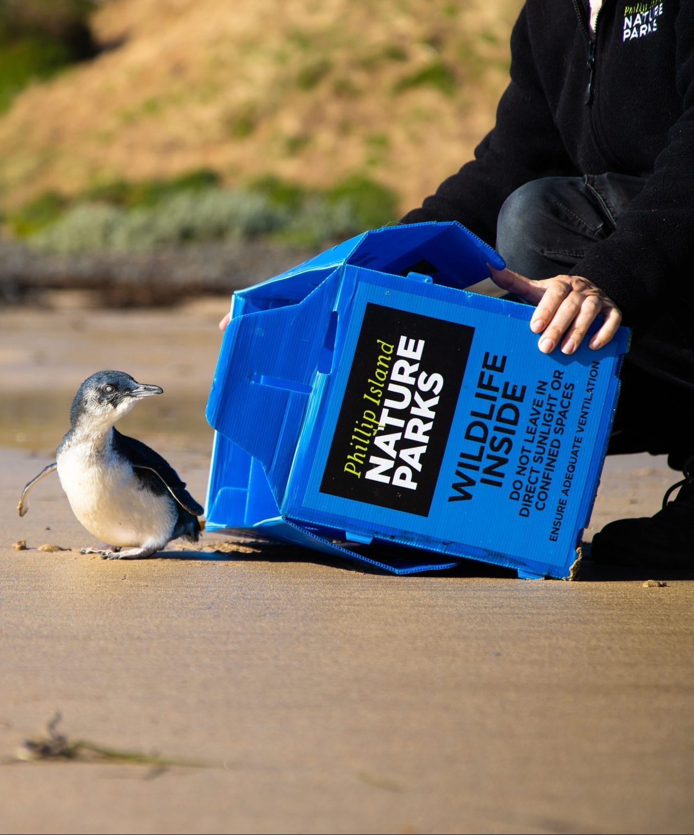 Little penguin released back into the ocean