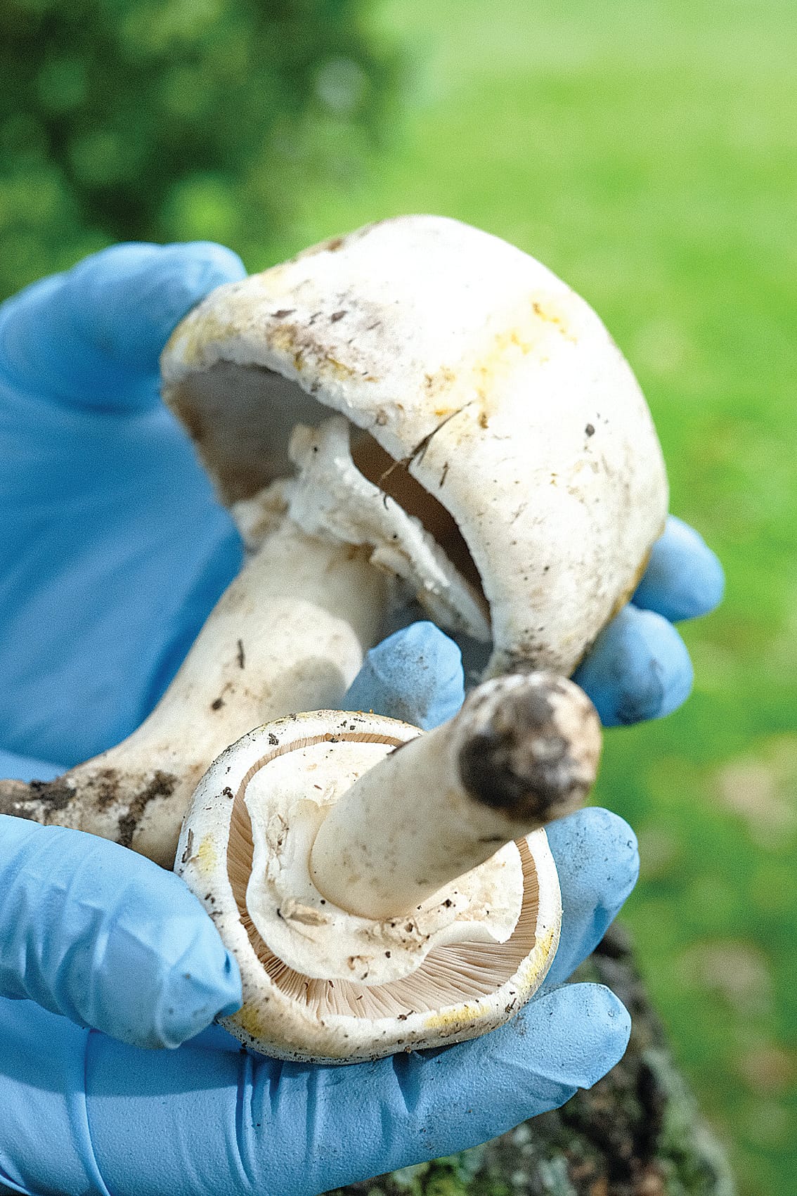 Poisonous mushrooms warning issued for Victoria