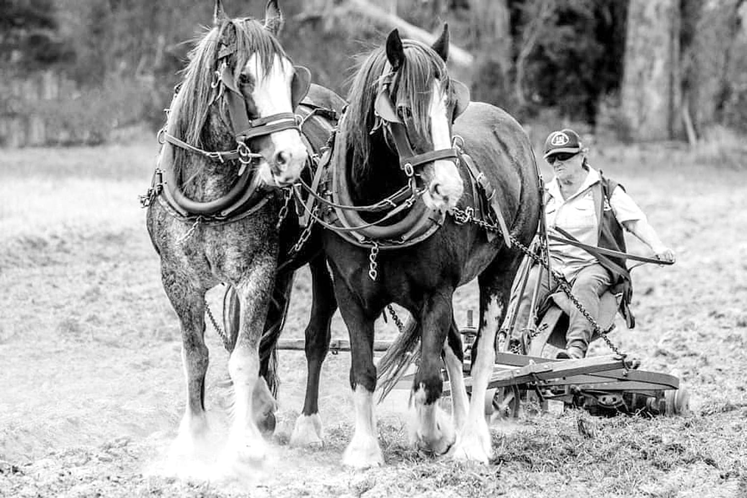 Korumburra Working Horse and Tractor Rally celebrates 35 years this weekend