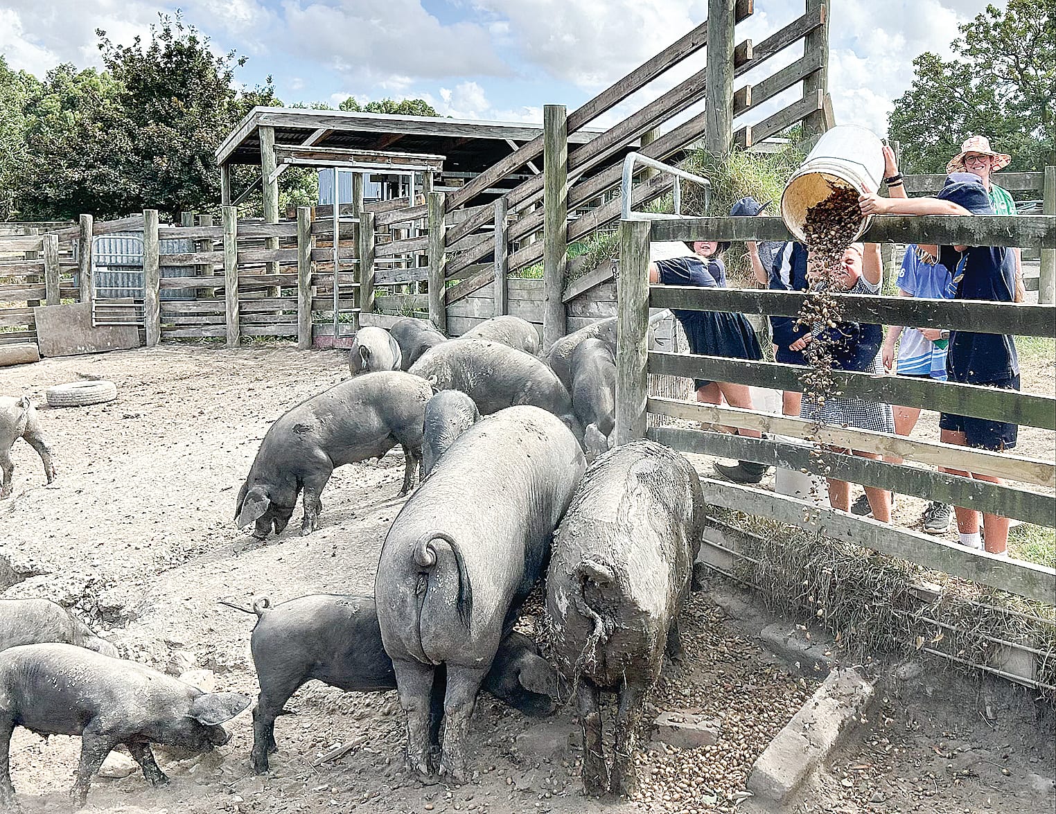 Students collected acorns to feed to the pigs at Lee’s farm.