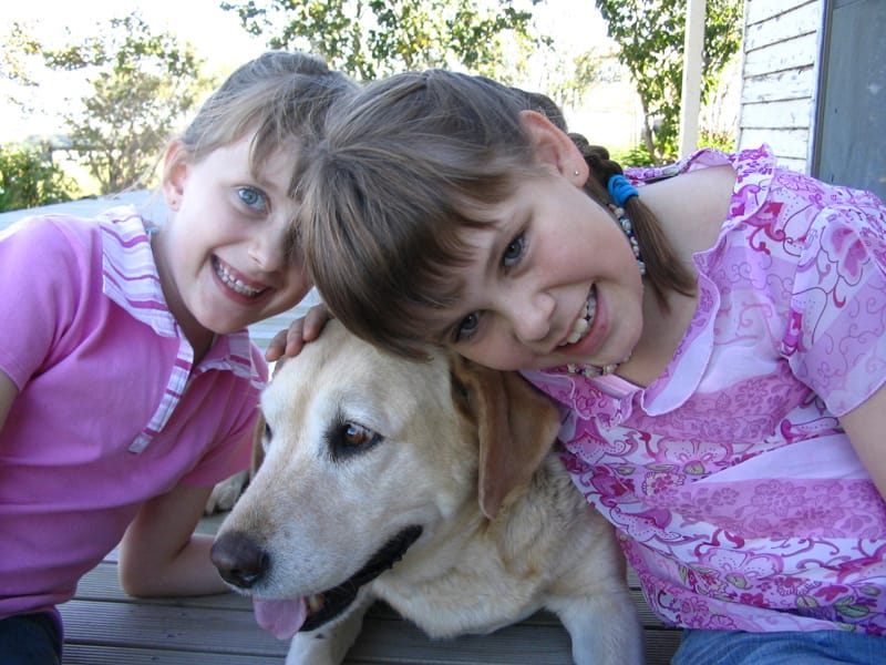 Communication breakdown causes chaos at kennels