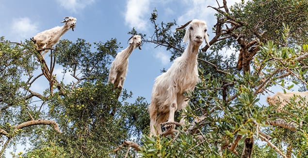 Goats for weed control - how to make it work