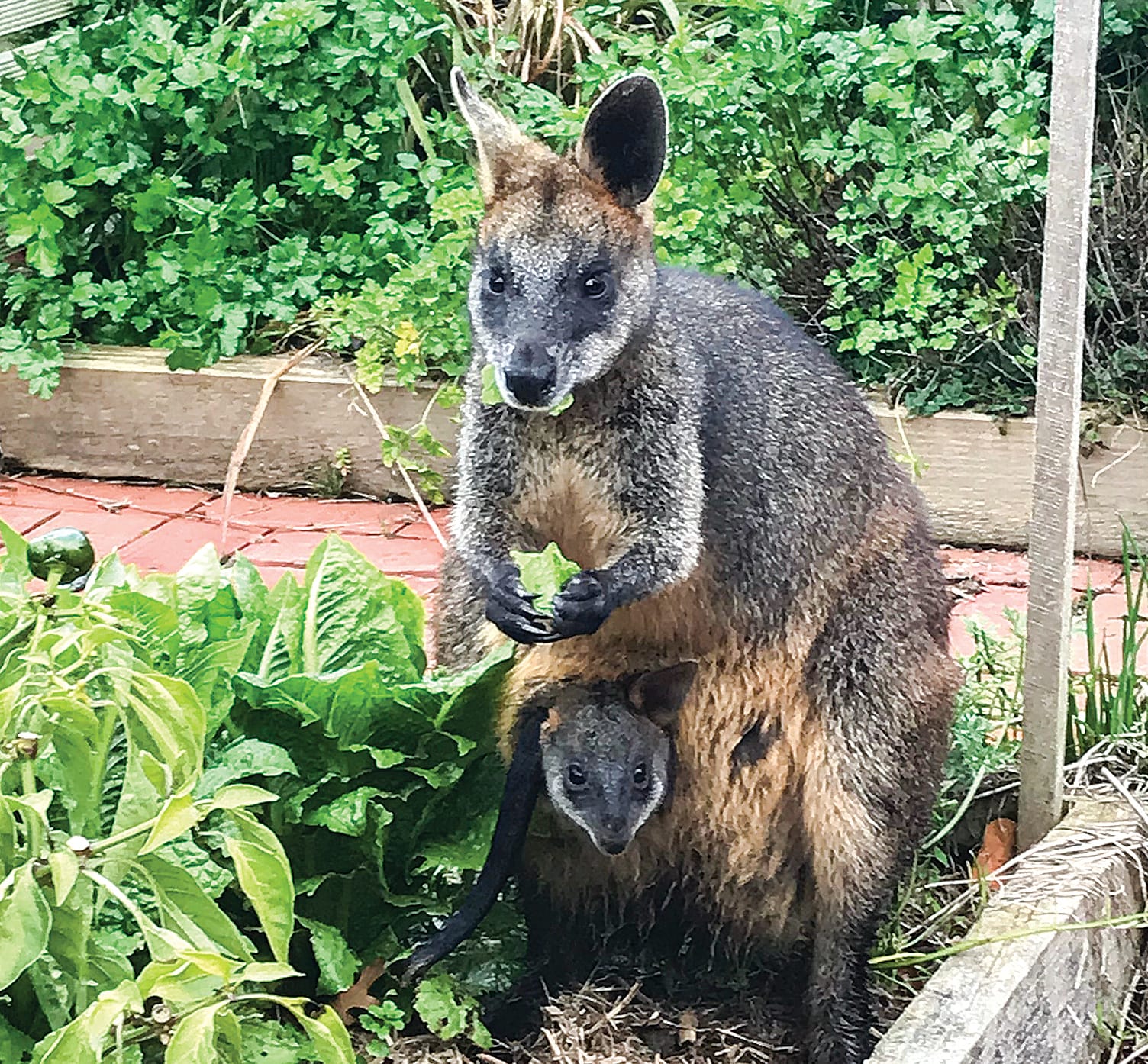 Great food, grown local, shared