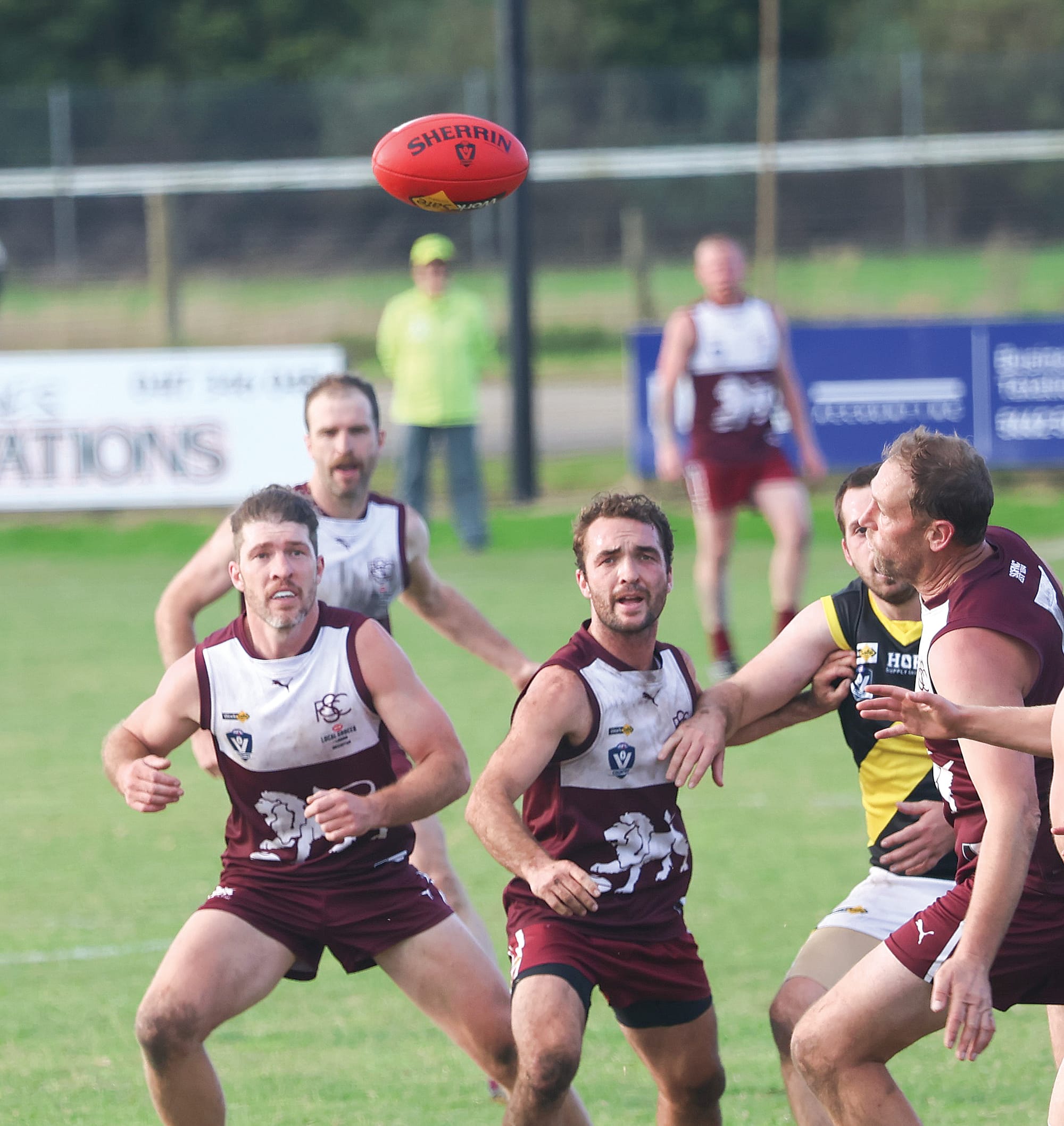 Battle of the jungle cats