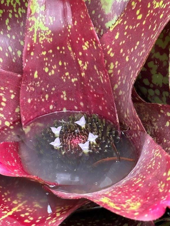 Inspiration was all around during the annual Bass Coast Edible Gardens weekend recently. Don’t miss it next year.