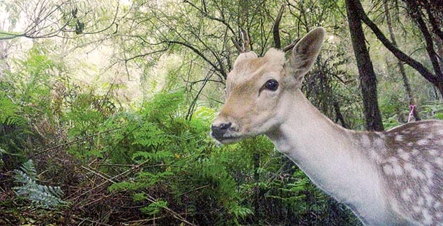 Targeting feral deer