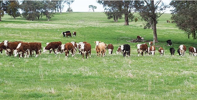 Weed warriors of Ensay powering up the paddocks