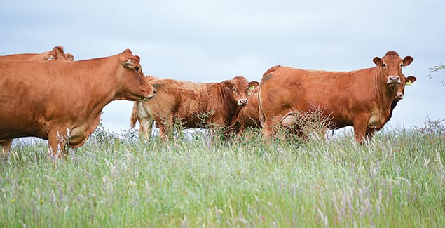 Less milkings without ‘significantly’ reducing milk