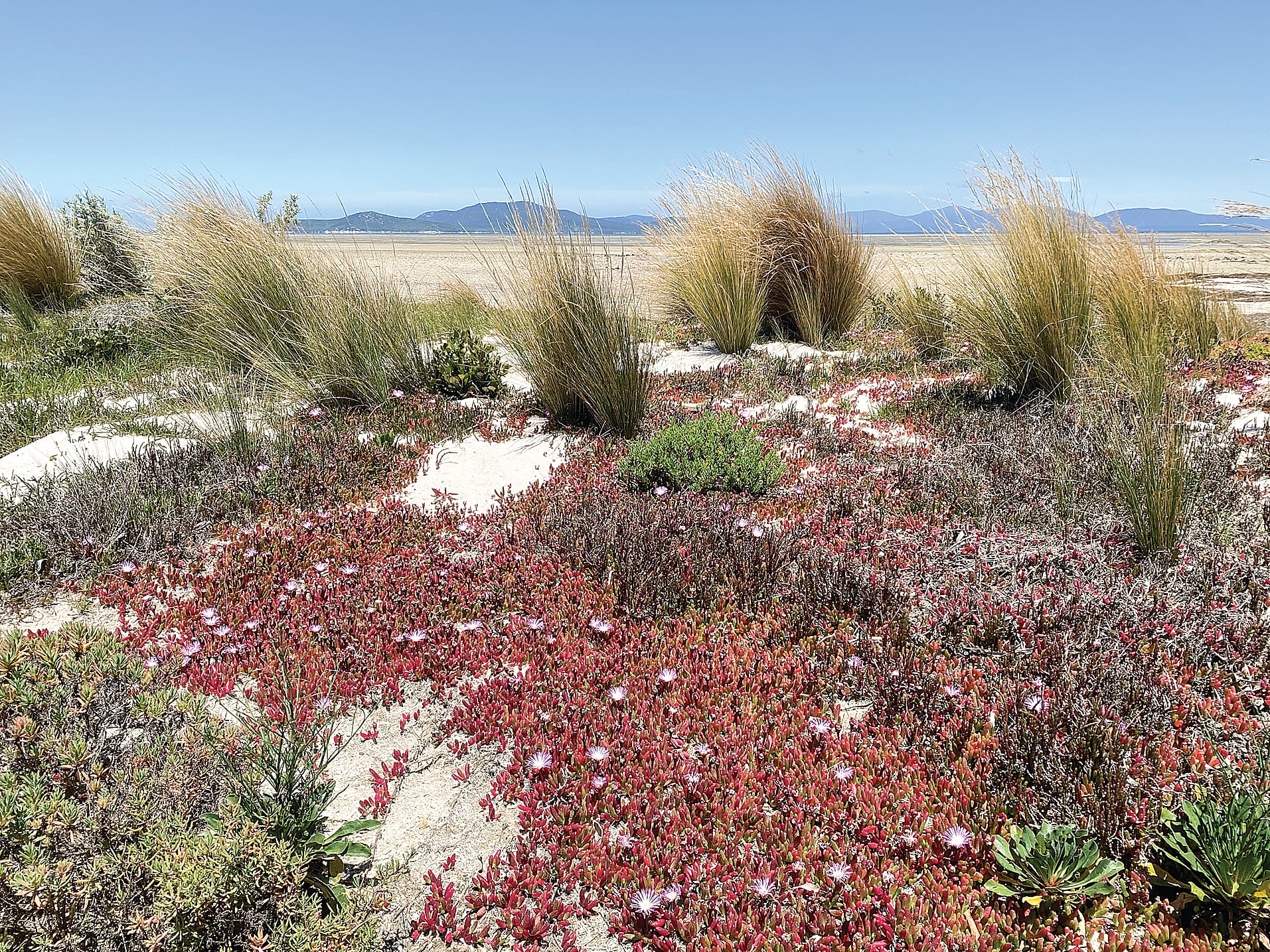The Corner Inlet saltmarshes with Wilsons Promontory in the background.