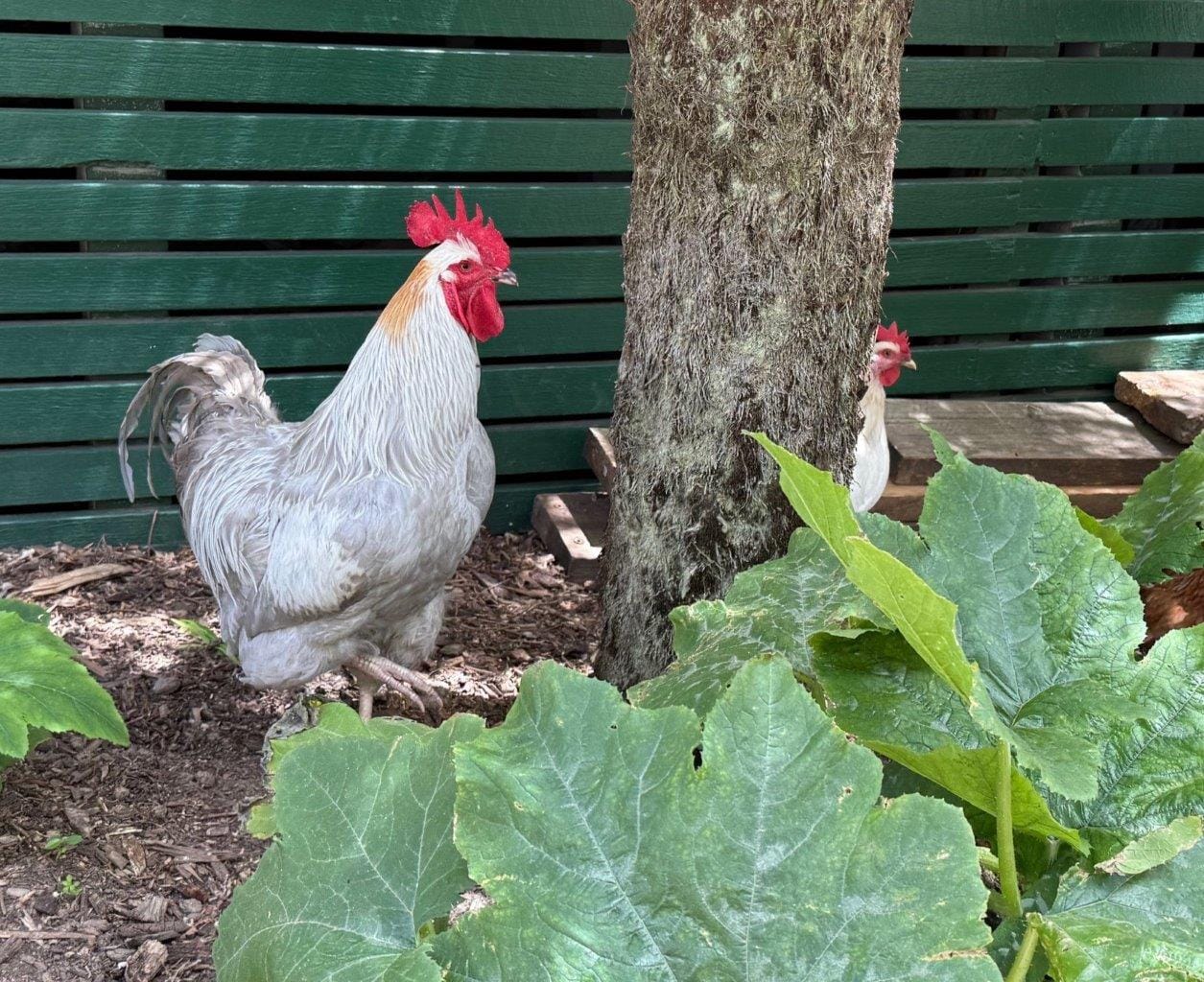 There’s plenty of interest in the school yard at Loch Primary School with chooks and a veggie garden, and a colourful new playground.